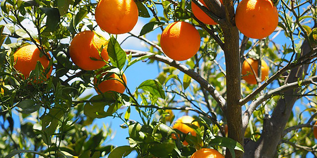 Andalusia, la produzione di arance cala di un terzo